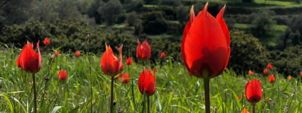Divoké tulipány, Chios